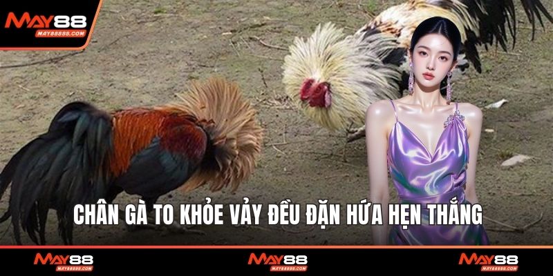 Chân gà to khỏe vảy đều đặn hứa hẹn thắng