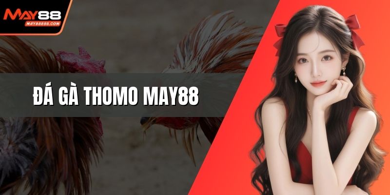 Đá gà Thomo May88