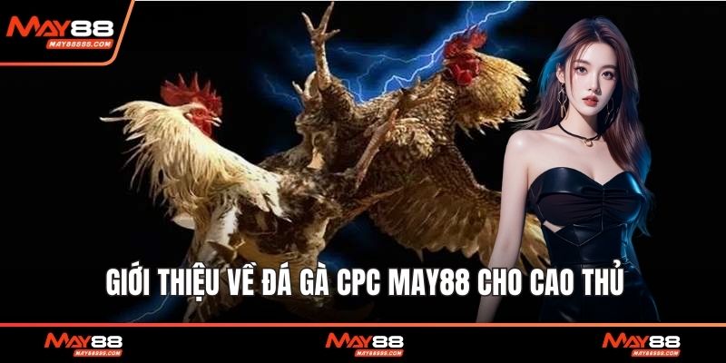 Giới thiệu về đá gà CPC May88 cho cao thủ