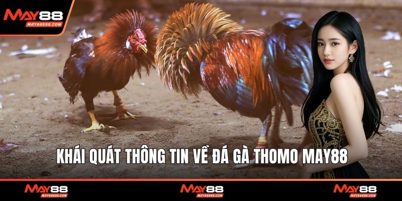 Khái quát thông tin về đá gà Thomo May88