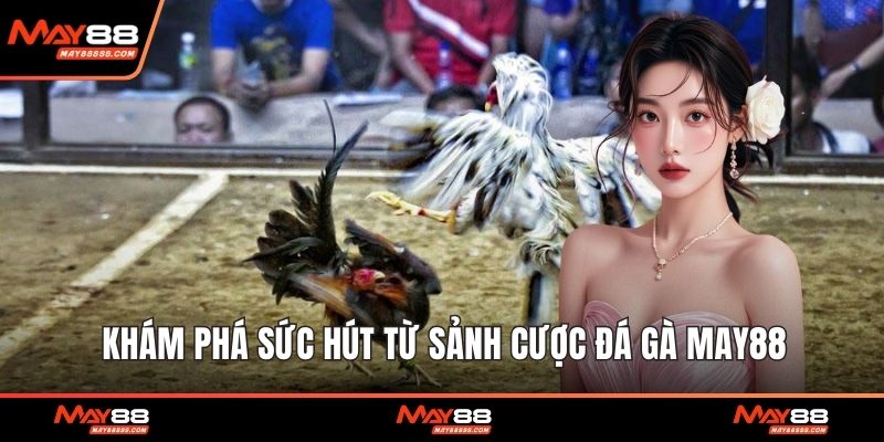 Khám phá sức hút từ sảnh cược đá gà May88