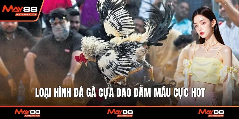 Loại hình đá gà cựa dao đẫm máu cực hot