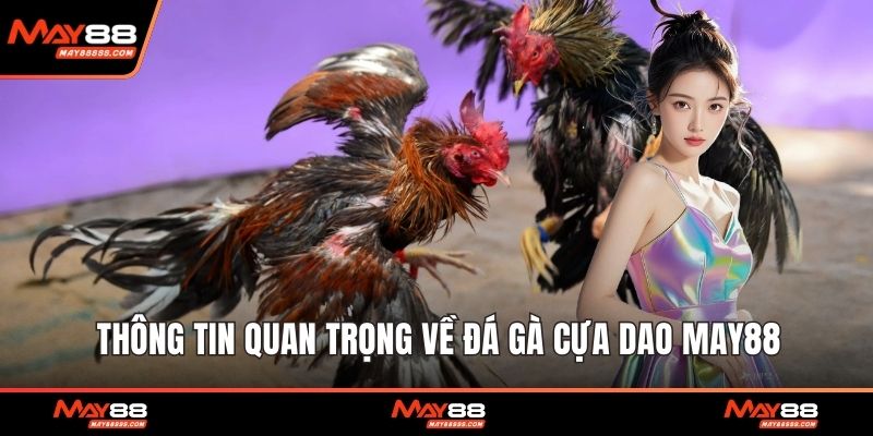Thông tin quan trọng về đá gà cựa dao May88